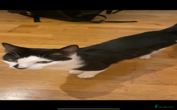 Domestic Shorthair cats for sale: 2-year-old tuxedo cat, ready to be rehomed - Image 3