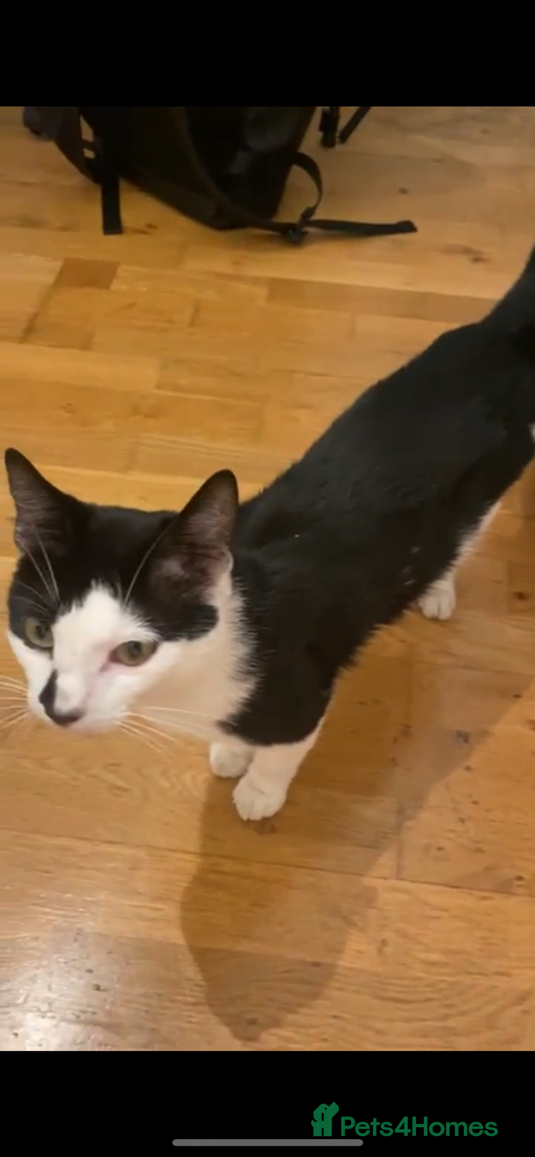 Domestic Shorthair cats for sale: 2-year-old tuxedo cat, ready to be rehomed - Image 3
