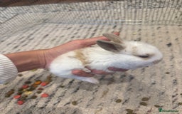 English Lop rabbits for sale: english lop beautiful  baby rabbit  - Image 2