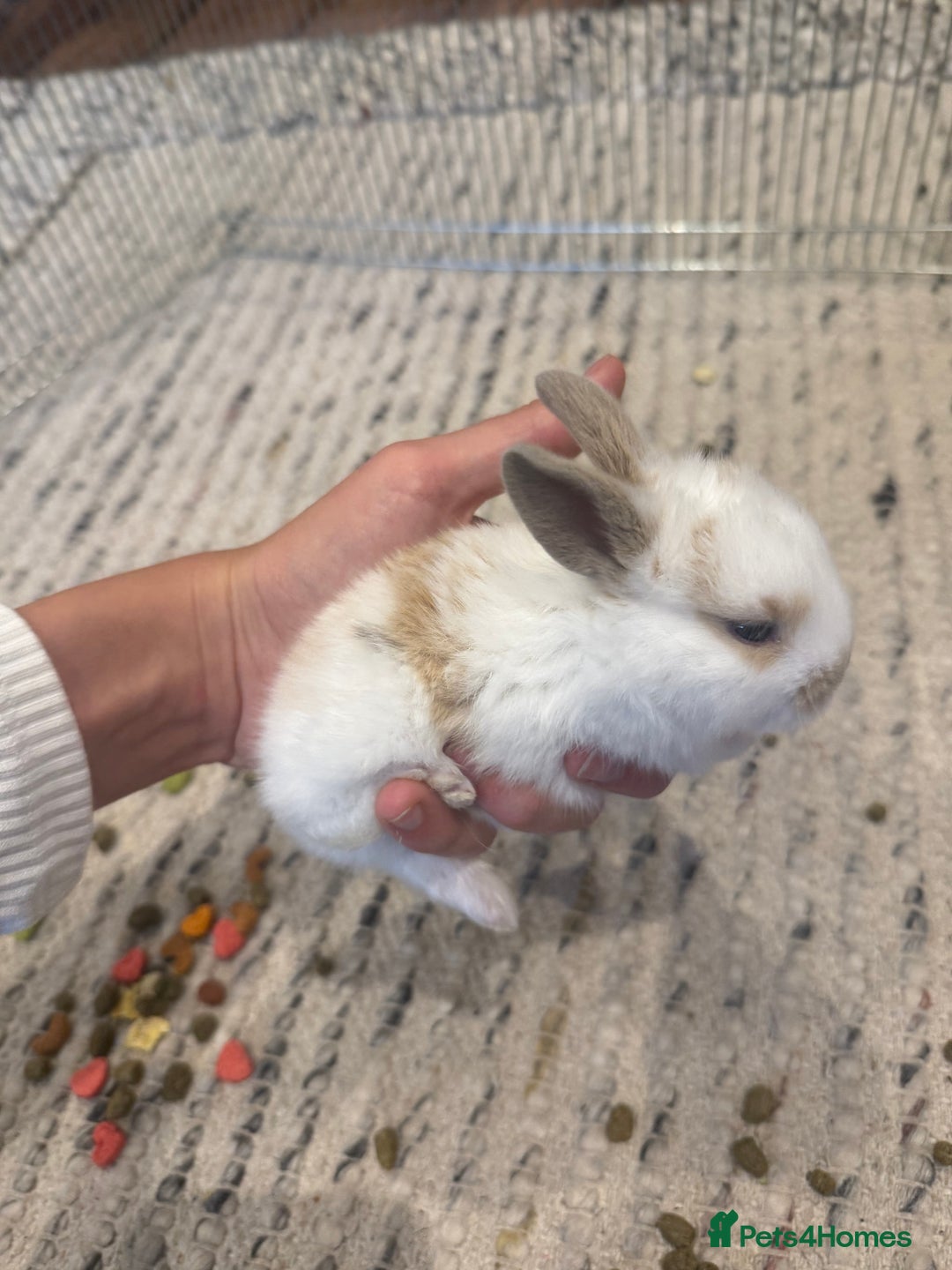 English Lop rabbits for sale: english lop beautiful  baby rabbit  - Image 2