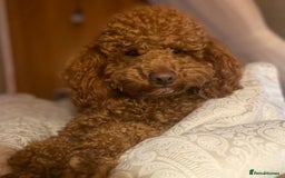Cockapoo dogs for sale: 4 beautiful F1B Cockapoo puppies  - Image 13
