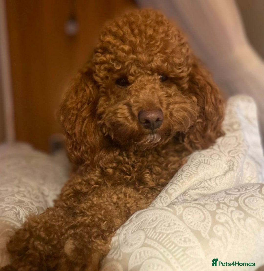 Cockapoo dogs for sale: 4 beautiful F1B Cockapoo puppies  - Image 13