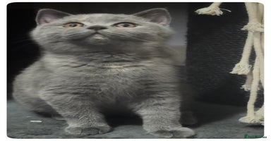 British Shorthair cats - Advert 3