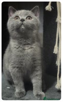 British Shorthair cats - Advert 3
