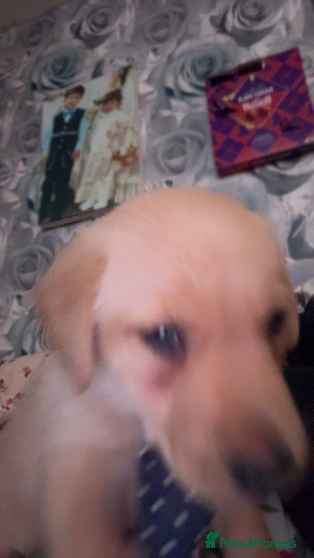 Labrador Retriever dogs for sale: White lab male - Advert 10