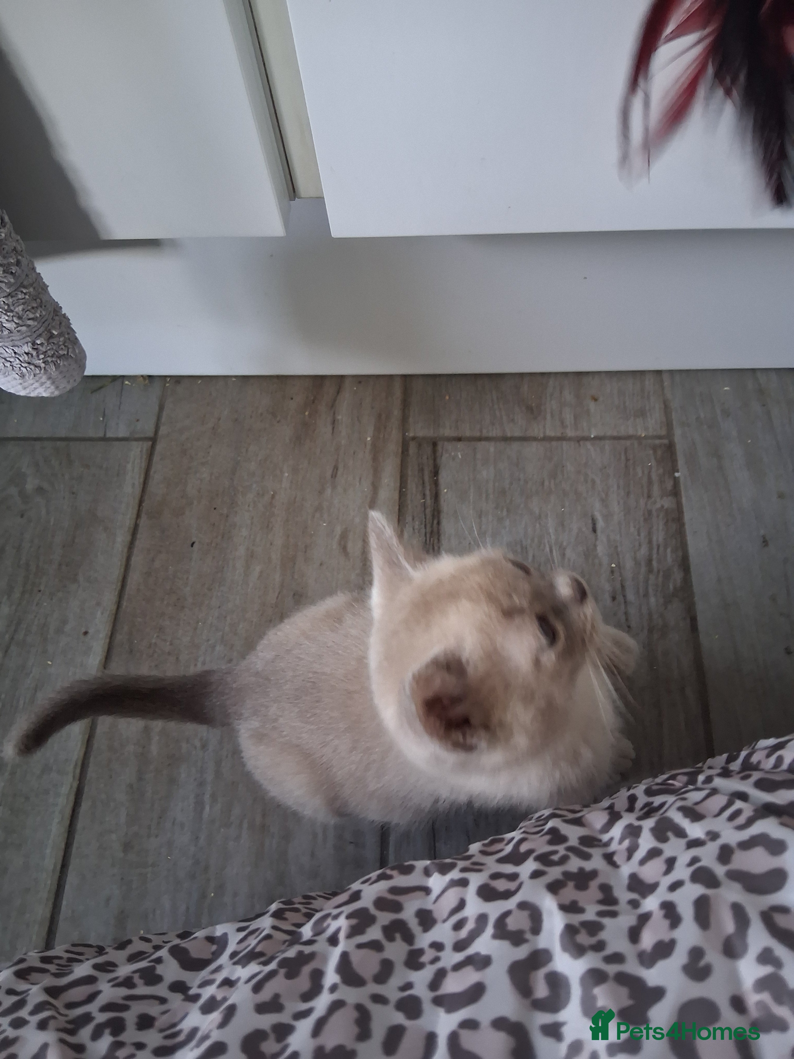 Burmese cats Stunning lilac kittens available - Advert 1