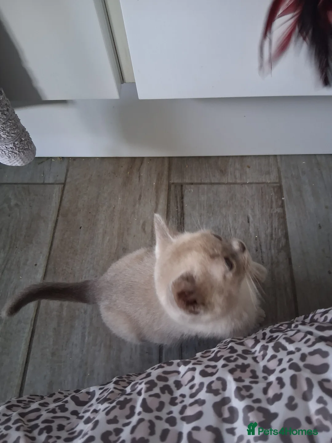 Burmese cats for sale: Stunning lilac kittens available - Advert 12