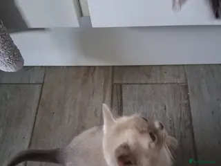 Burmese cats Stunning lilac kittens available - Advert 1