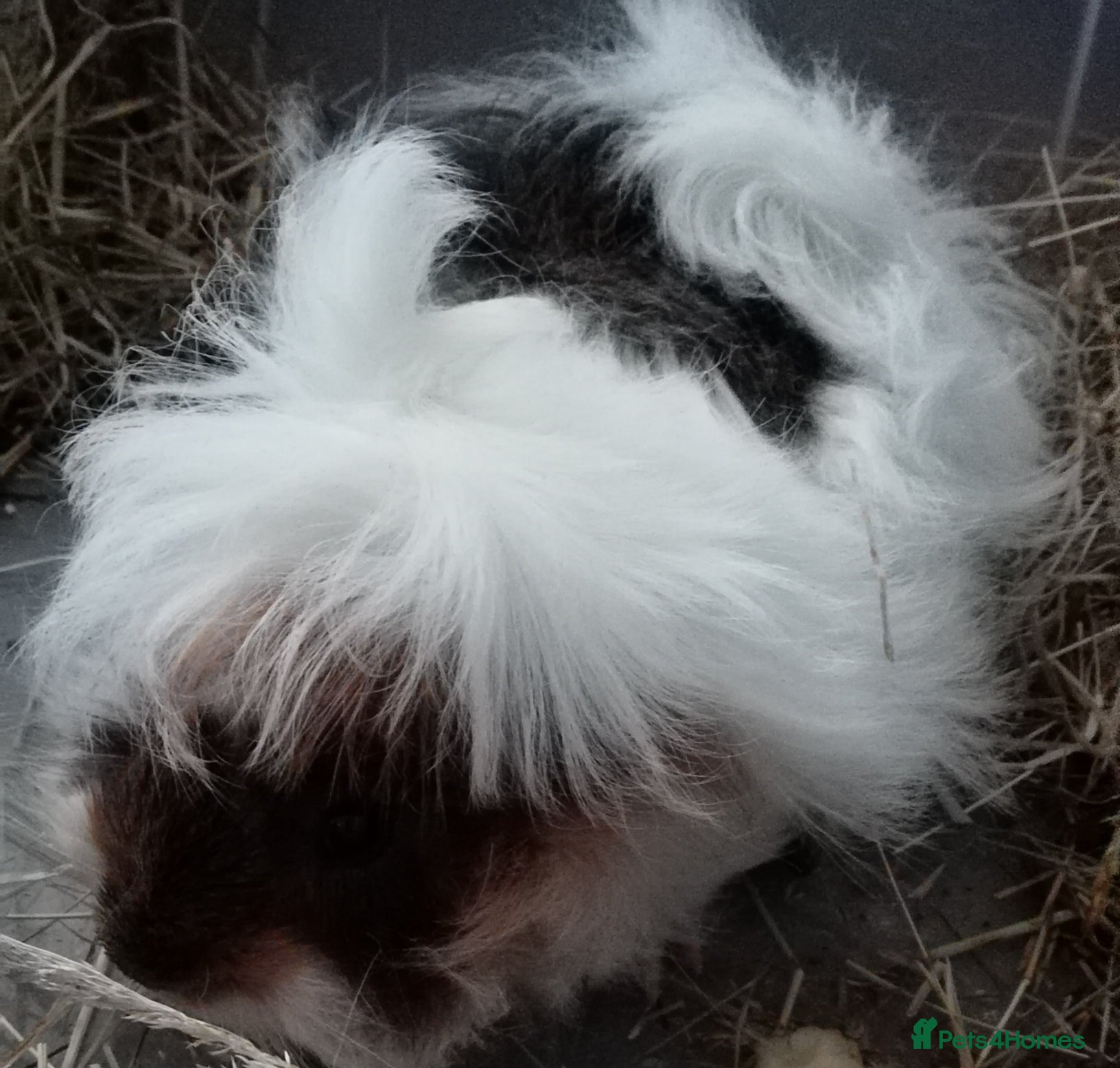 Guinea Pig rodents Baby Peruvian/Cross GuineaPigs Free 4 a Good Home - Advert 3