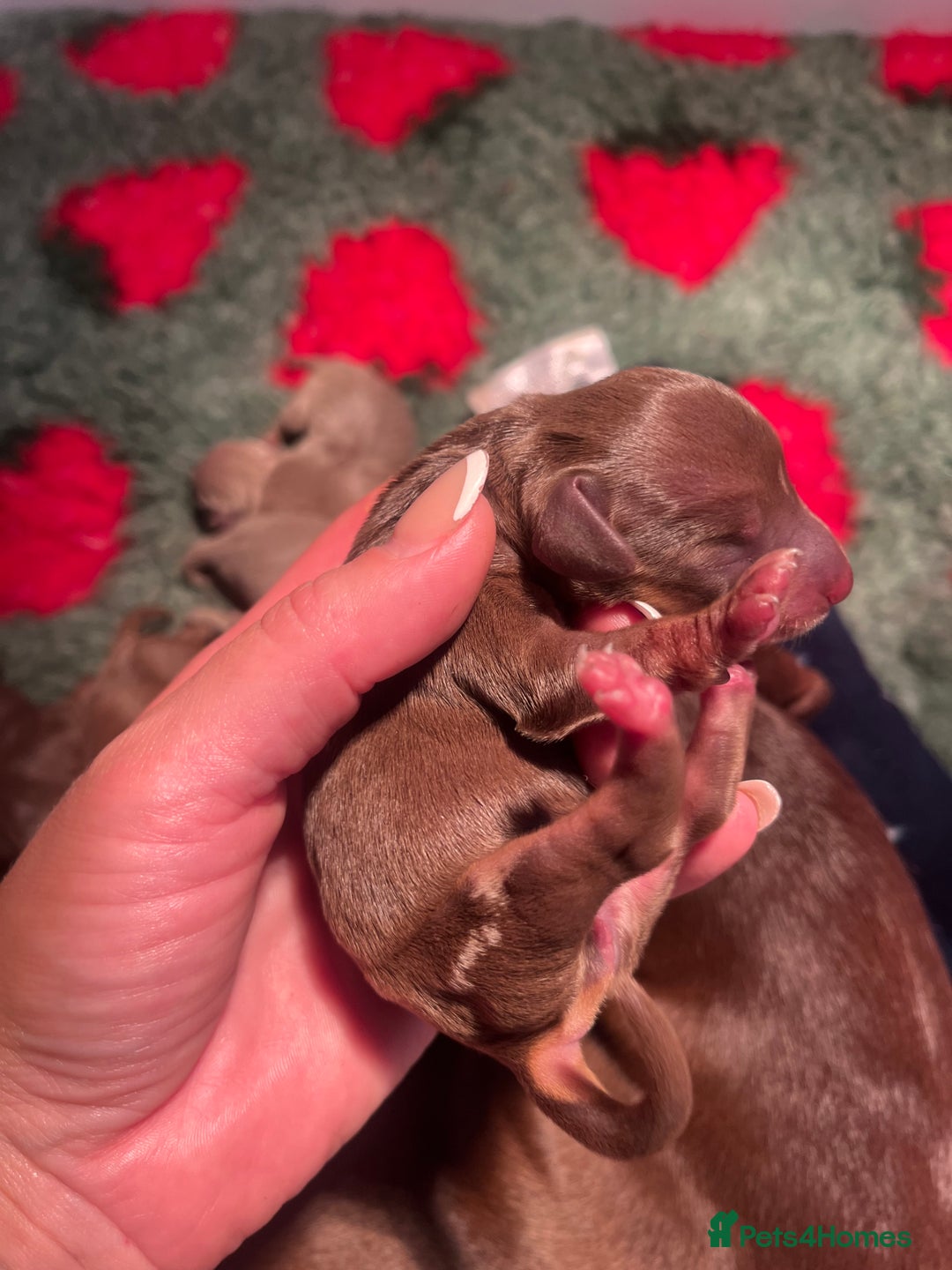 Miniature Dachshund dogs for sale: Isabella dapple KC stunning healthy dachshund  - Image 18