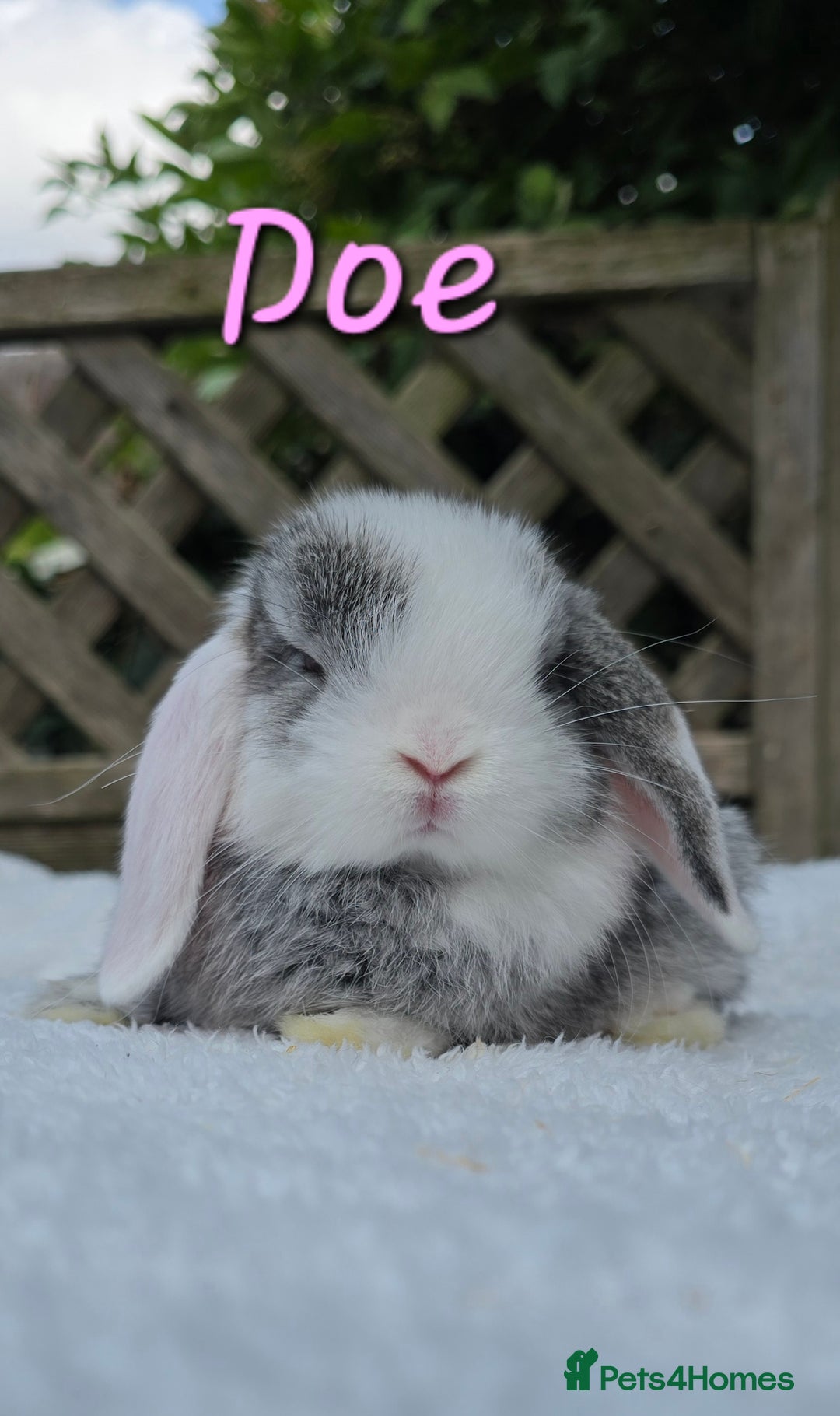 Mini Lop rabbits for sale: Beautiful mini lops boys and girls - Image 8