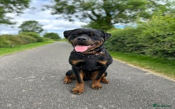 Rottweiler dogs for stud: Onex de Tierra Ibera now available for stud in Newark - Image 25