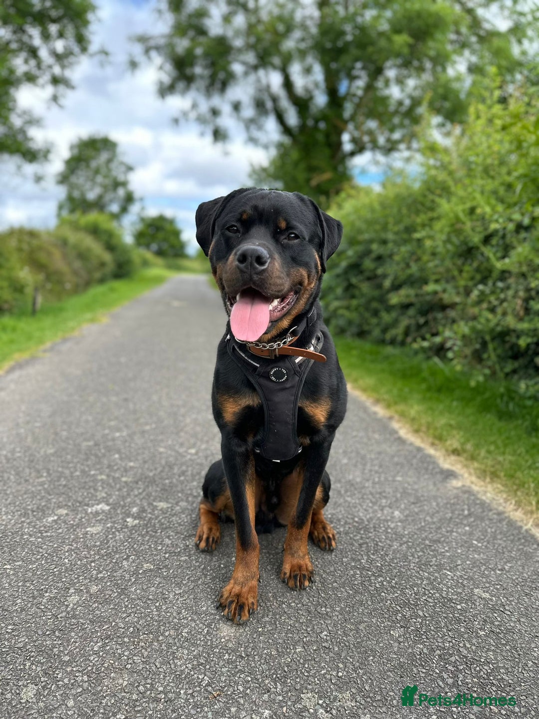 Rottweiler dogs for stud: Onex de Tierra Ibera now available for stud in Newark - Image 25