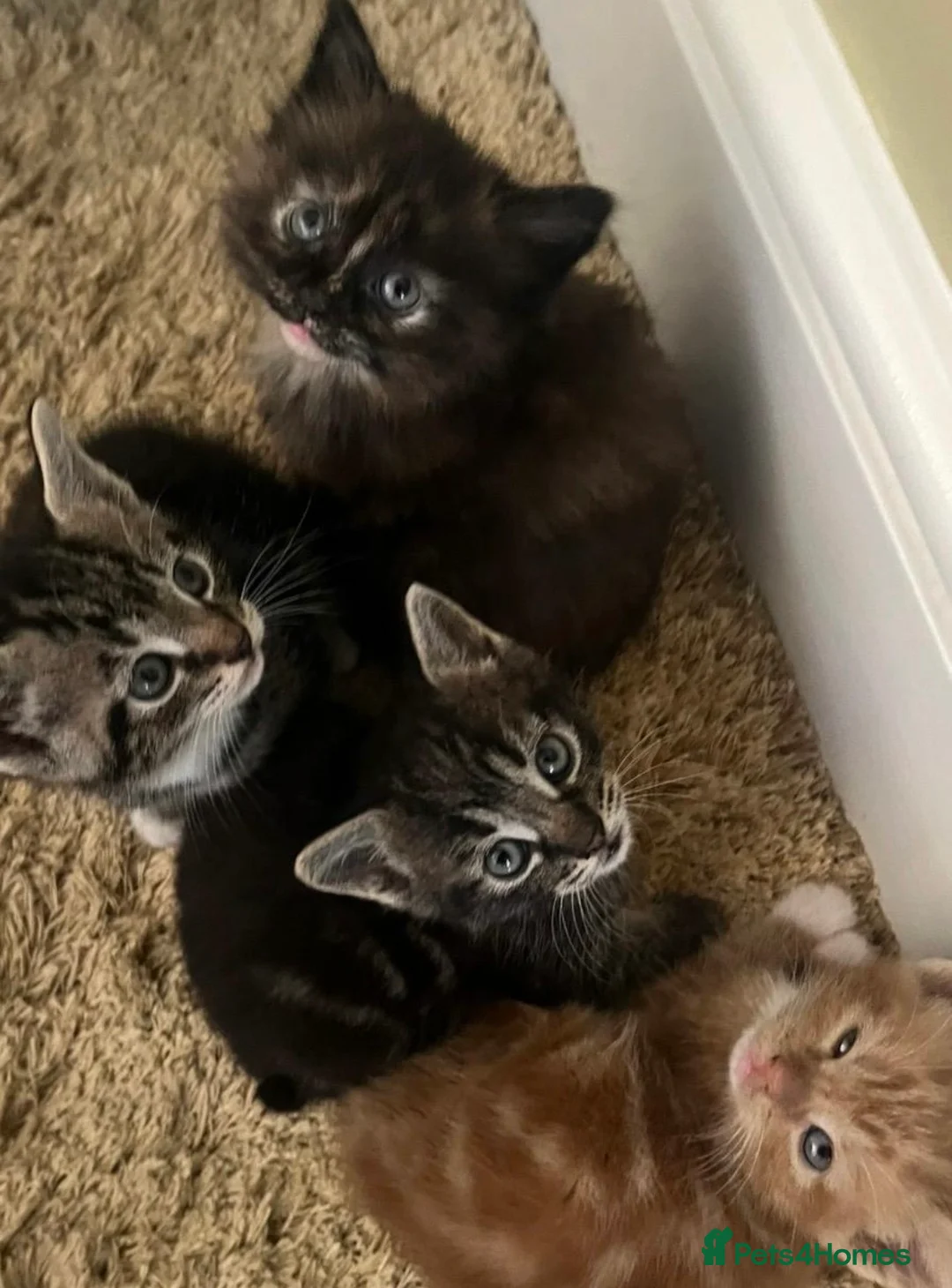 Mixed Breed cats for sale: 4 Beautiful Kittens available  - Advert 6