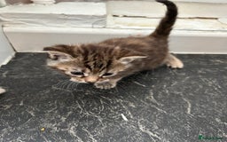 Mixed Breed cats for sale: Maine coon x kittens  - Image 9