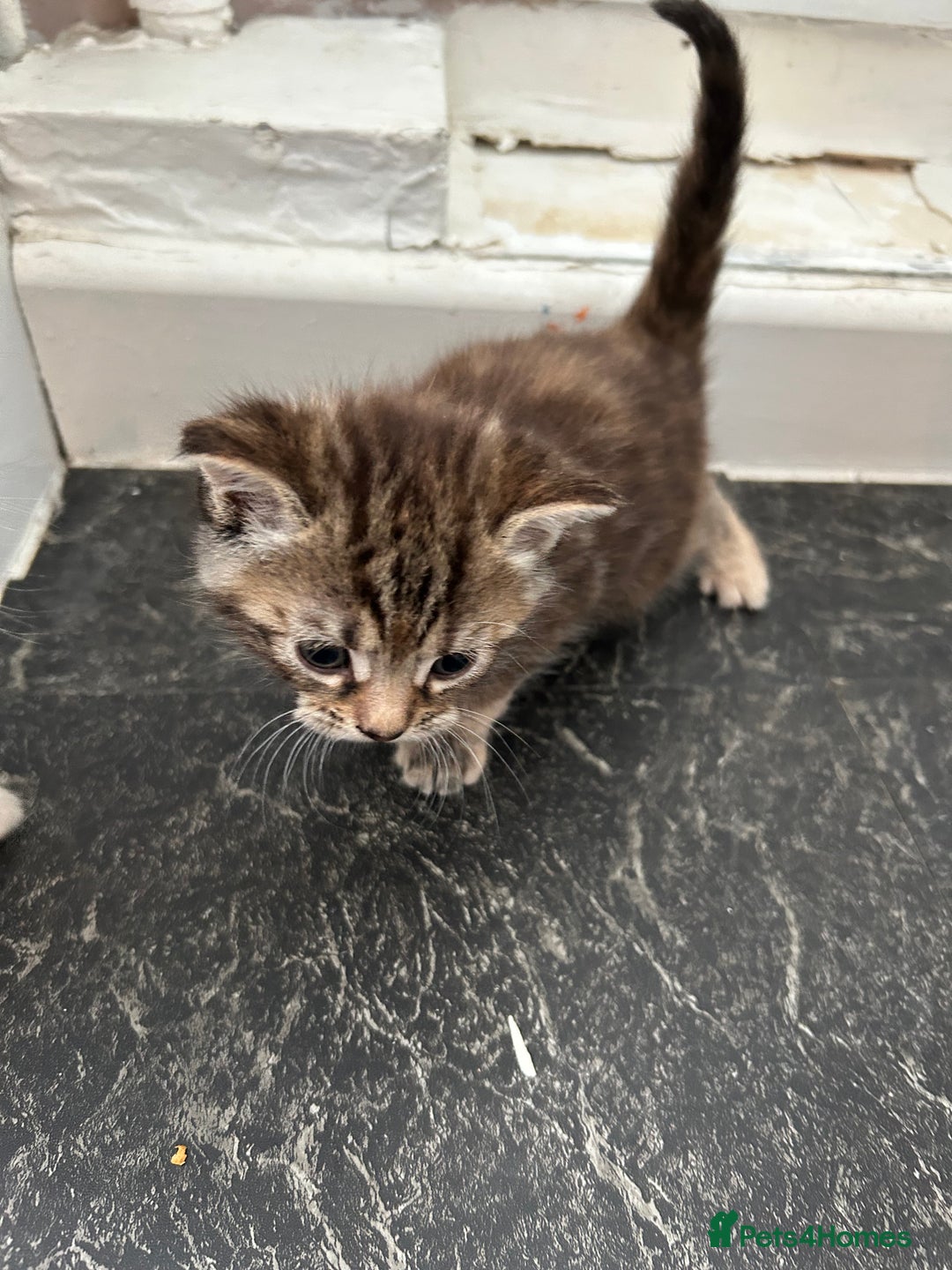 Mixed Breed cats for sale: Maine coon x kittens  - Image 9