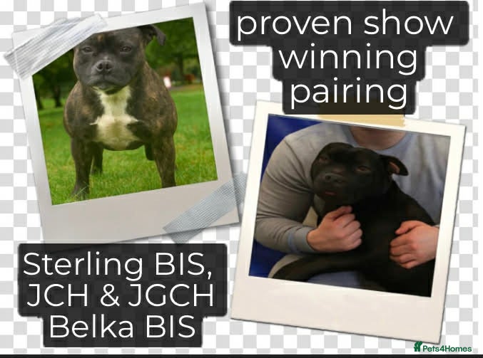 Staffordshire Bull Terrier dogs Final Two champion line Stafford pups - Advert 2