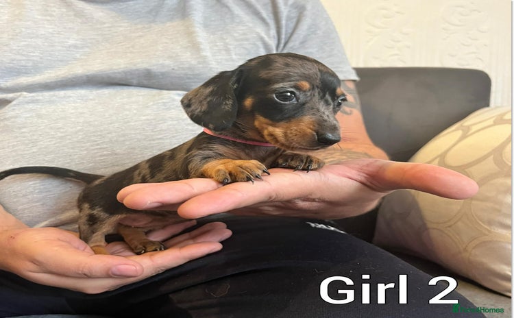 Miniature Dachshund dogs Miniature Dachshund  - Advert 12