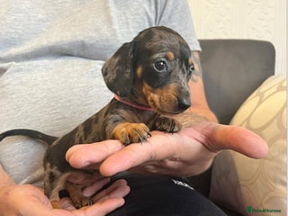 Miniature Dachshund dogs Miniature Dachshund - Advert 5