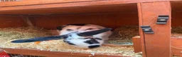 Mixed Breed rabbits for sale: ✨🐇Cute Mixed Breed Baby Bunnies Available😍🐇 - Advert 6