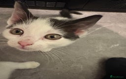 Mixed Breed cats for sale: Black and white female - Image 2