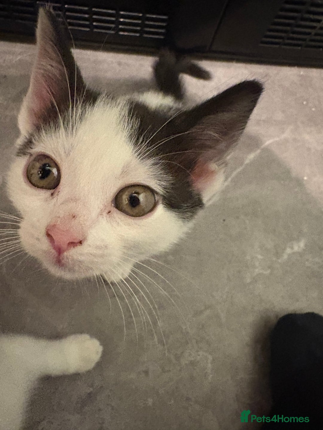 Mixed Breed cats for sale: Black and white female - Image 2