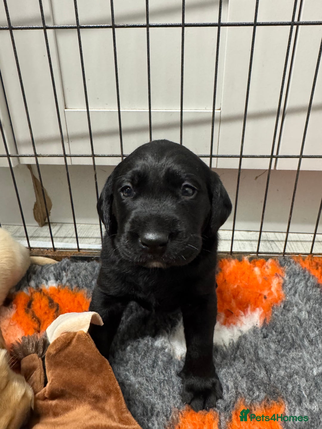 Labrador Retriever dogs for sale: Beautiful Labrador Puppies  - Advert 4