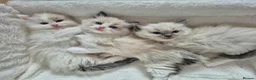 Ragdoll cats for sale: Ragdoll TICA registered - Advert 14