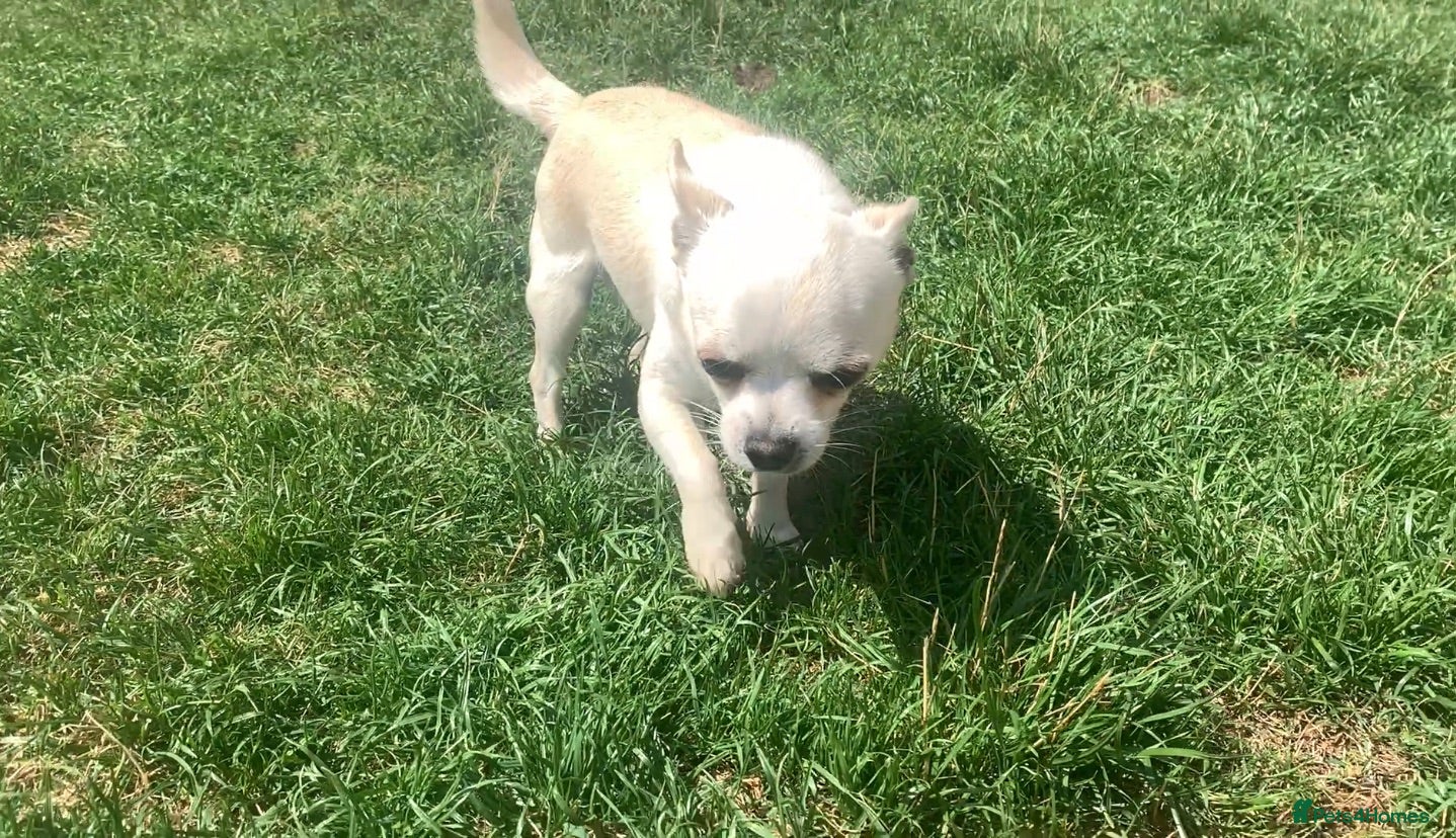 Chihuahua dogs Handsome 3-Year-Old Male Chihuahua - Advert 1