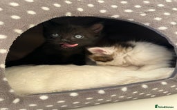 Mixed Breed cats for sale: Adorable mixed breed kittens for sale  - Image 22