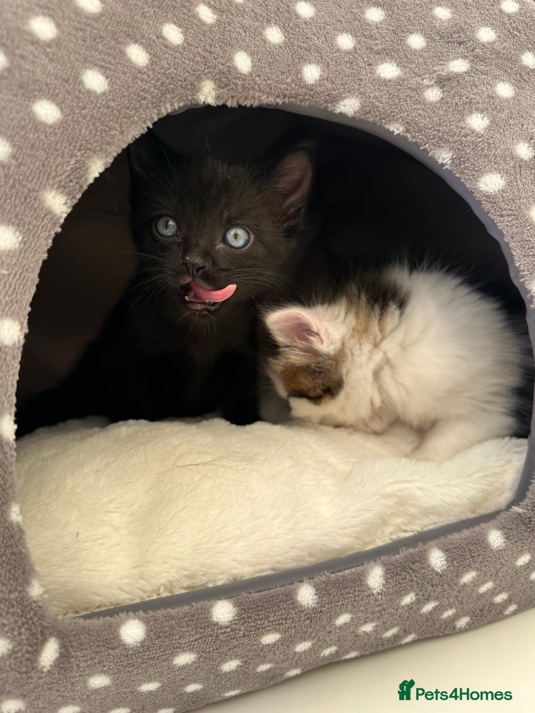 Mixed Breed cats for sale: Adorable mixed breed kittens for sale  - Image 22