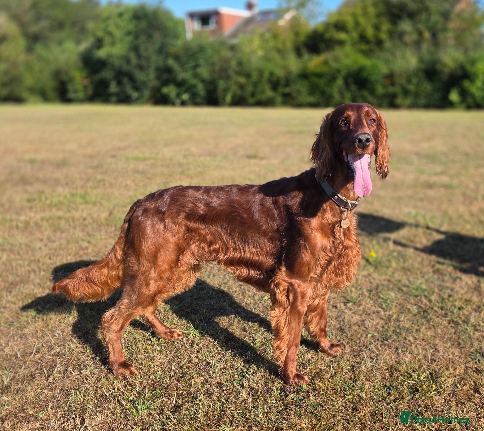 Irish Setter dogs Irish Setter (Red) Available for Stud. - Advert 2