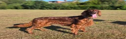 Irish Setter dogs for stud: Irish Setter (Red) Available for Stud. - Advert 1