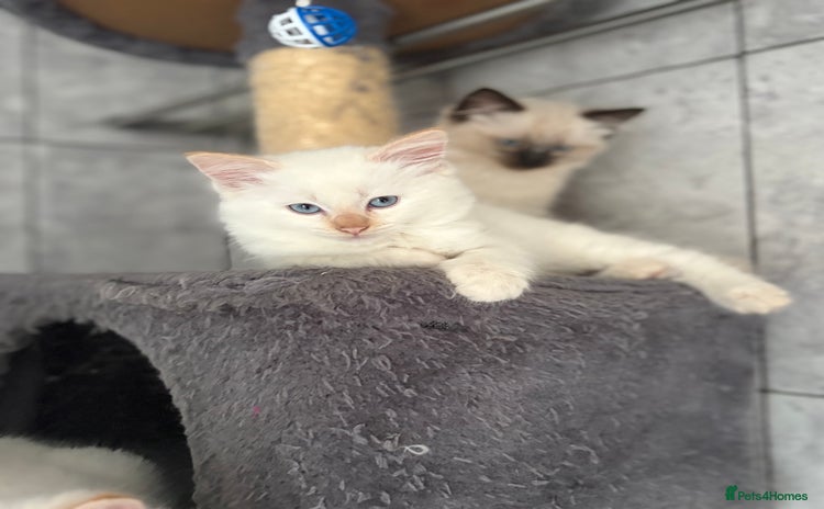 Ragamese cats - Advert 2