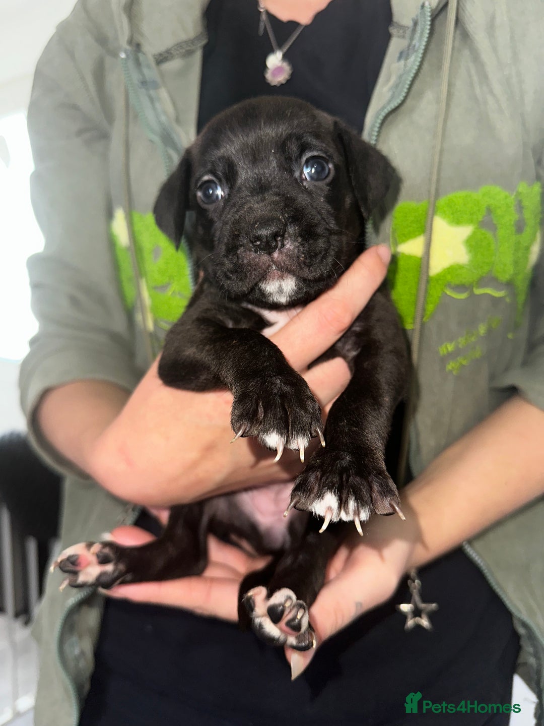Mixed Breed dogs for sale: Cane corso X staff - Image 29