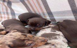 Miniature Dachshund dogs for sale: 5⭐️BREEDERS🏆KCREG🌸6GIRL💙1BOY🩺HEALTH TESTED🧬 - Image 25