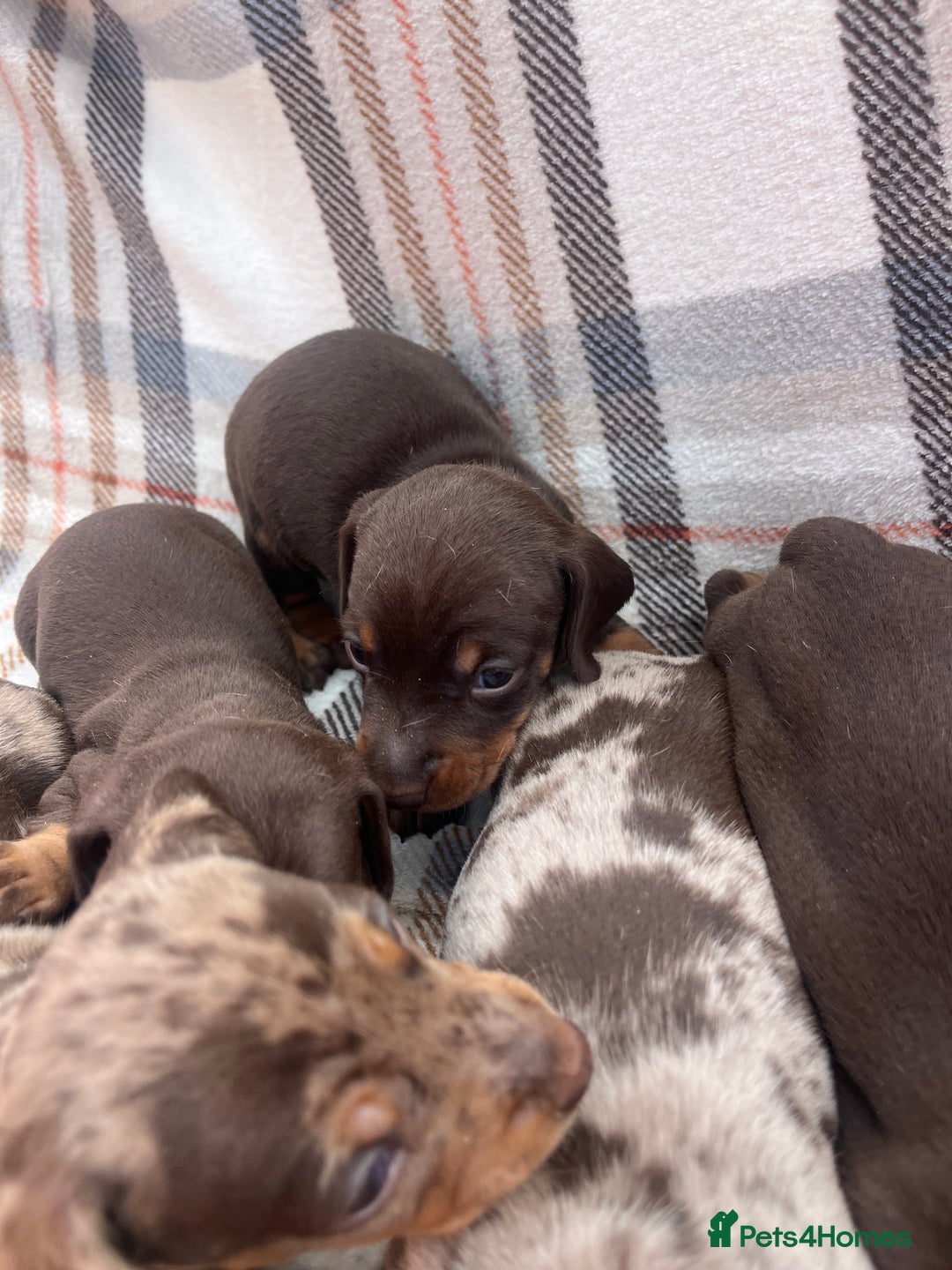 Miniature Dachshund dogs for sale: 5⭐️BREEDERS🏆KCREG🌸6GIRL💙1BOY🩺HEALTH TESTED🧬 - Image 25