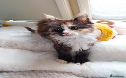 Maine Coon cats for sale: Maine Coon Kittens Polydactyl. Tortie. White - Image 10