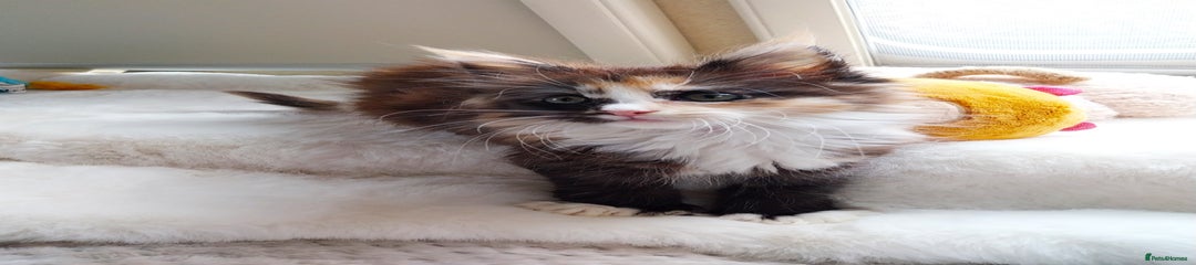 Maine Coon Kitten 2