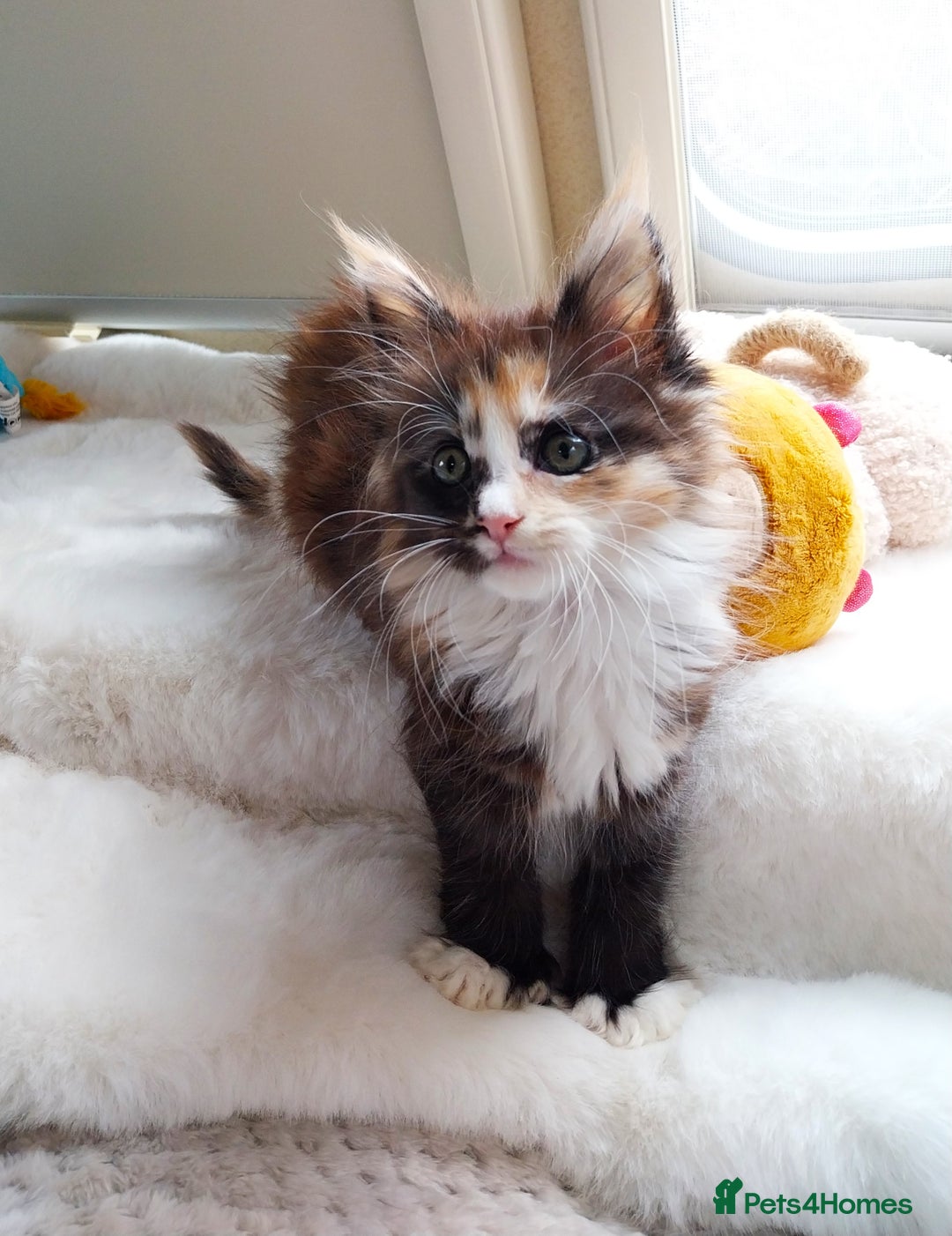 Maine Coon cats for sale: Maine Coon Kittens Polydactyl. Tortie. White - Image 10