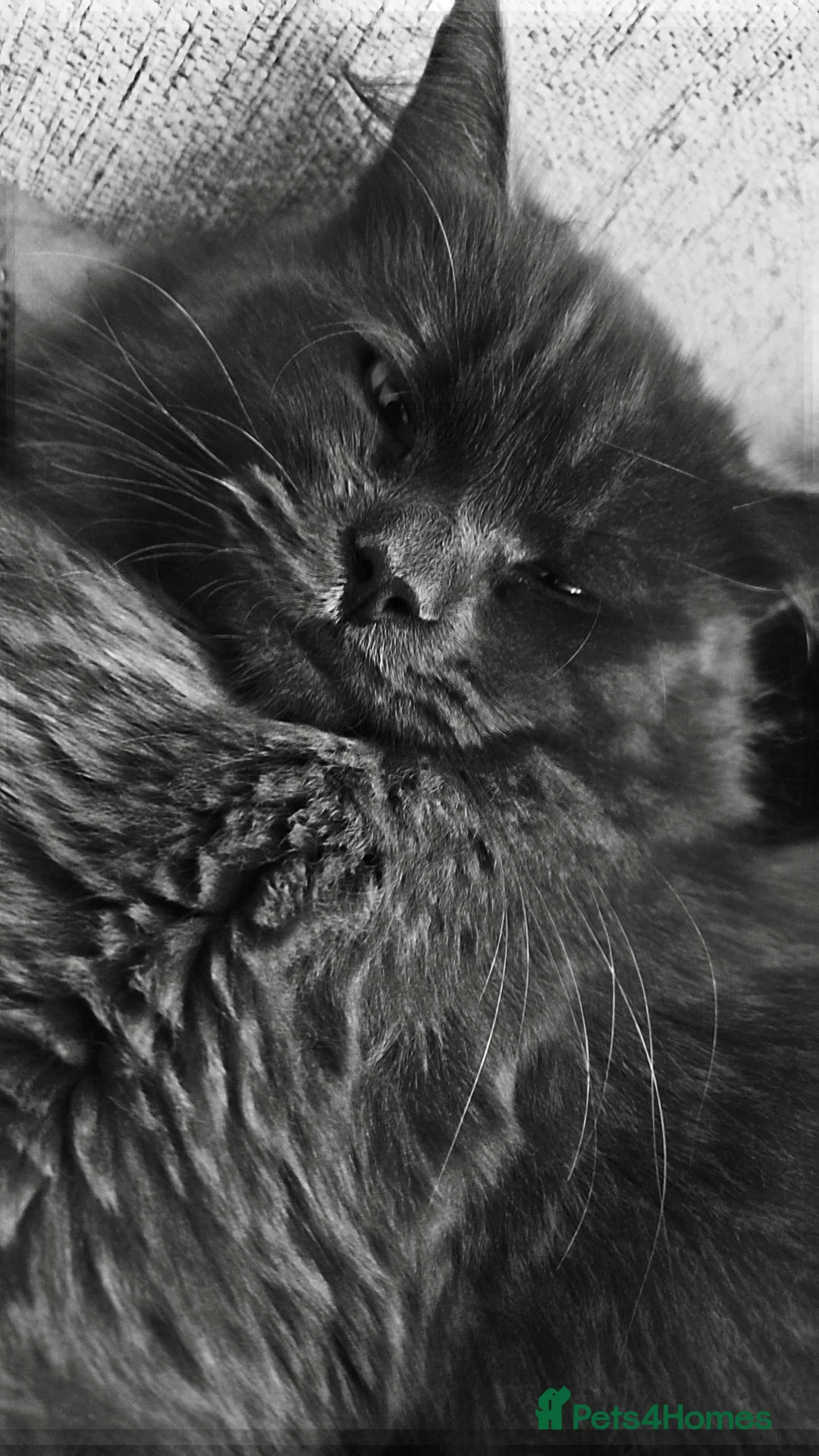 Ragcoon cats for sale: Ragcoon cat - Advert 3