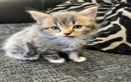 Mixed Breed cats for sale: 1x Boy and 1x Girl Kitten For Sale - Image 5