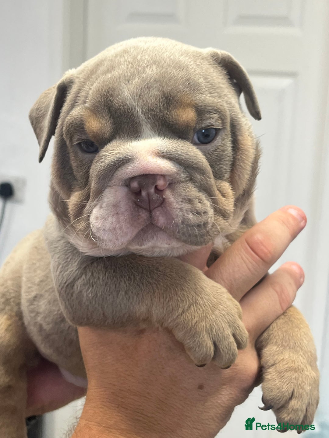 English Bulldog dogs for sale: English bulldog bible John lines  - Image 15