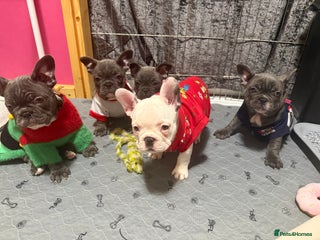 French Bulldog dogs 5 female French Bulldog –8 weeks old💙 🐾 - Advert 8