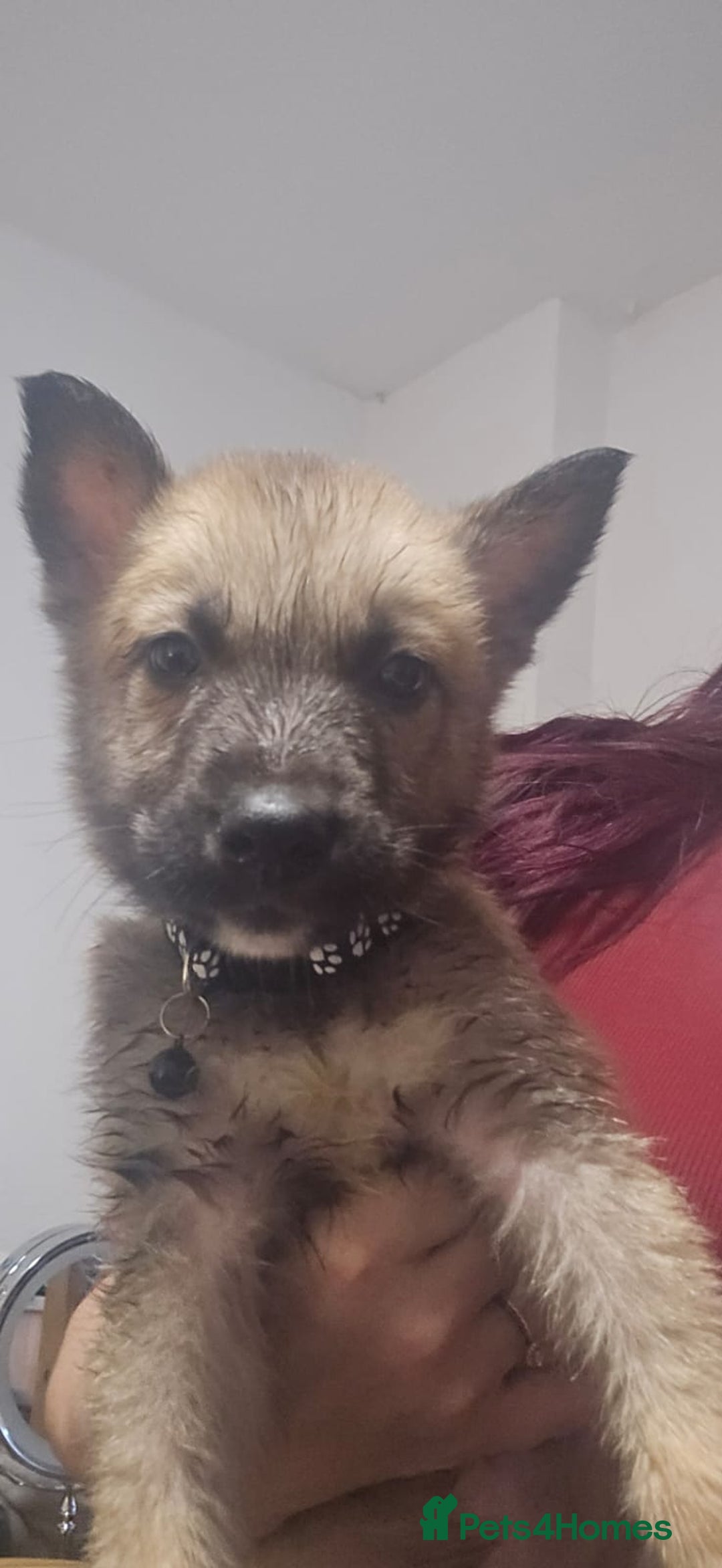 Belgian Shepherd Dog dogs for sale: Stunning Belusky Puppies! Ready Now! - Advert 3