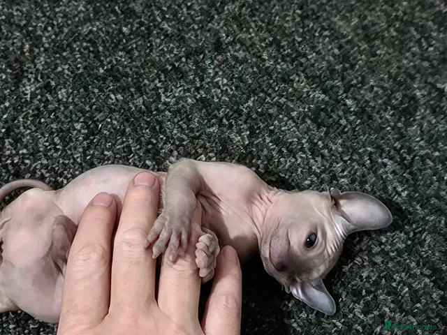 Sphynx cats for sale: 2 STUNNING CANADIAN SPHYNX BOYS - Advert 1