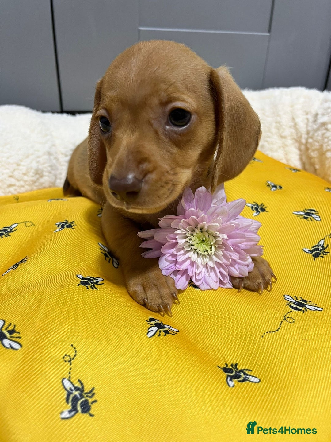 Miniature Dachshund dogs for sale: Min dachshund looking for their forever 🏡 - Image 8