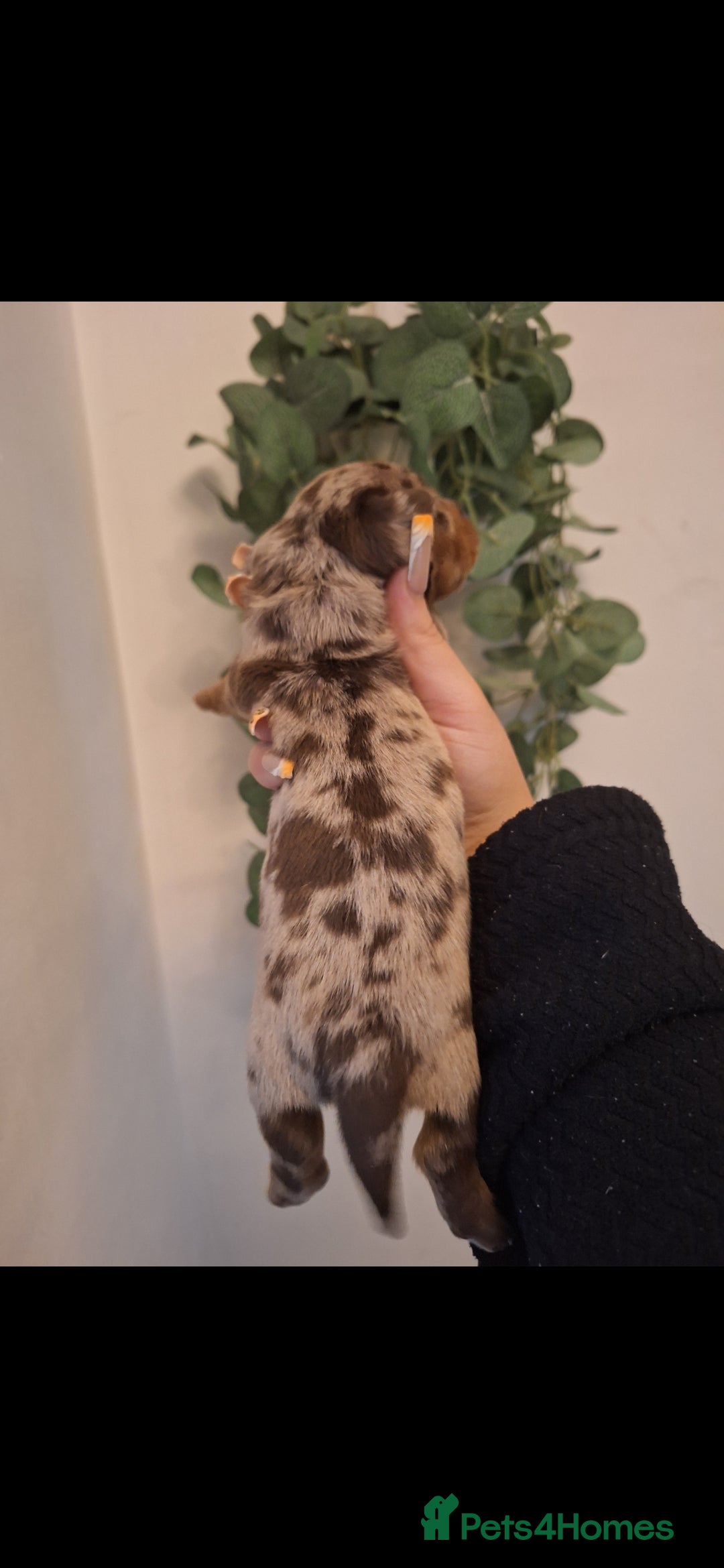 Miniature Dachshund dogs for sale: 💗kc fluffy carrier mini dashounds💗 - Image 6