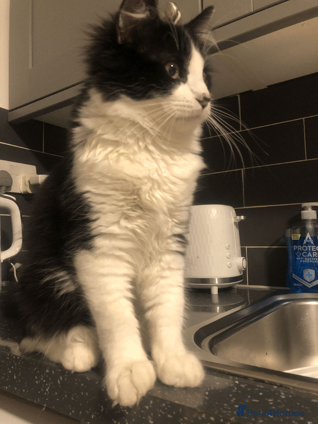 Mixed Breed cats for sale: Adorable Boy Looking for a Forever Home! - Image 6