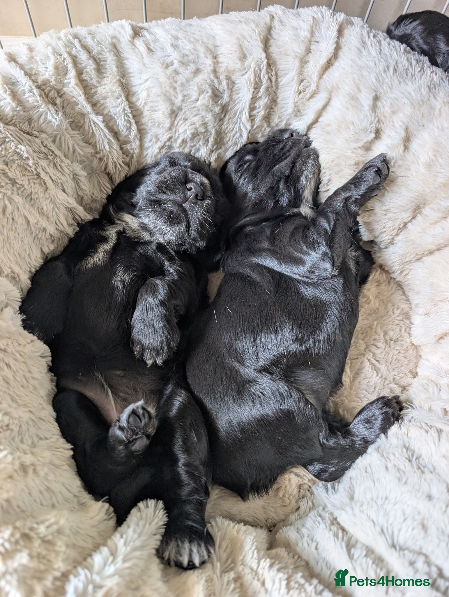 Cocker Spaniel dogs Show Cocker Pups - Advert 3
